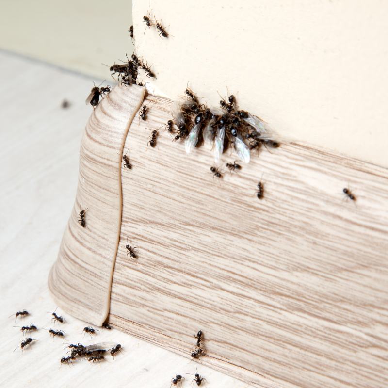 ants-pic ants-pic
