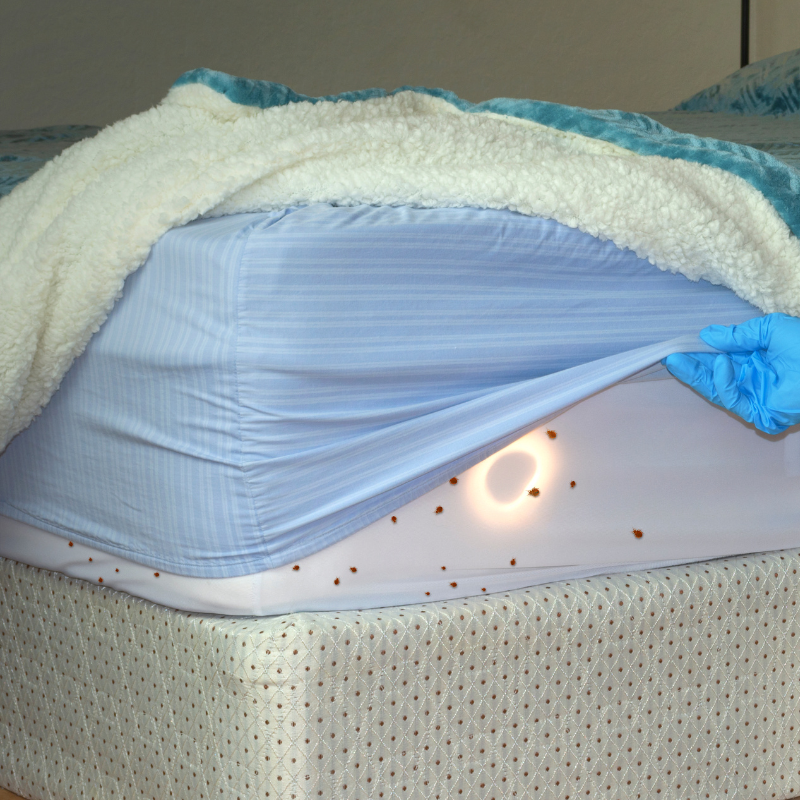 bedbug-pic bedbug-pic