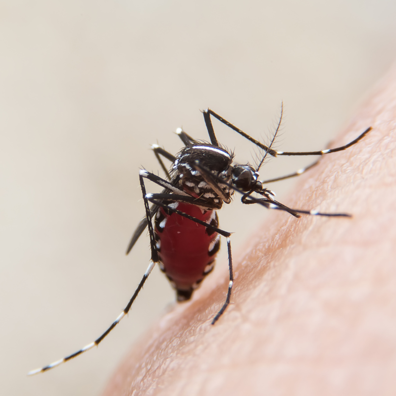 mosquito-pic mosquito-pic