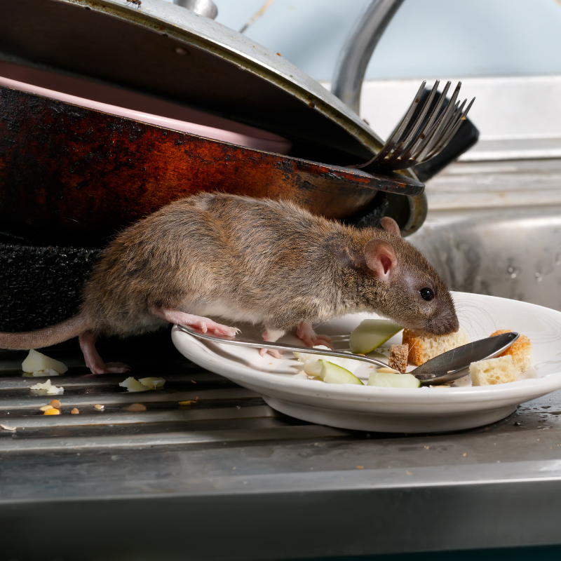 rodent-pic rodent-pic