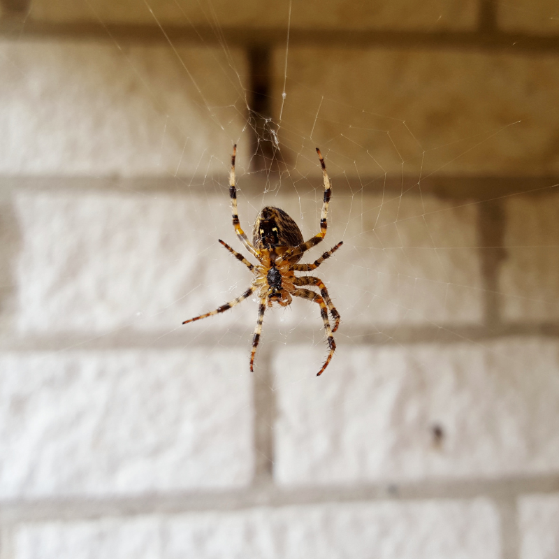spider-pic spider-pic